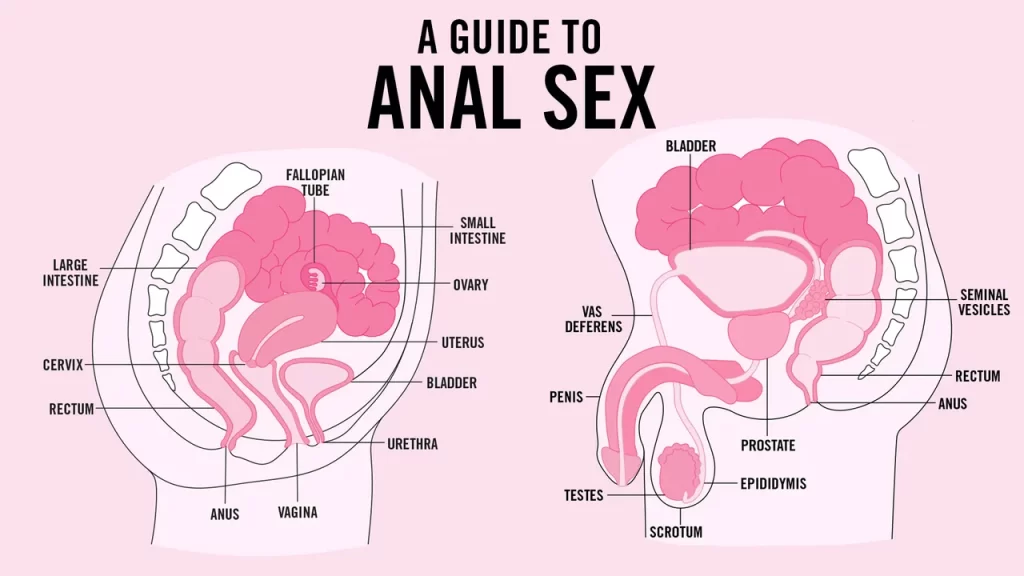 graphic showing the medical names of genital areas of both sexes.