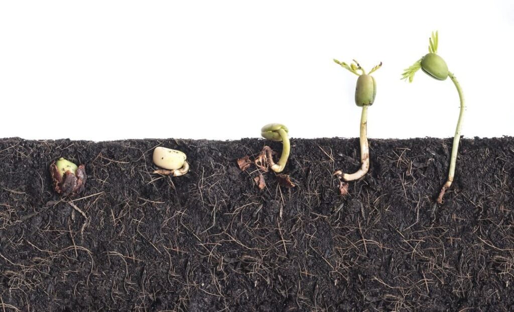 Seeds grown in stages buried in soil representing growth