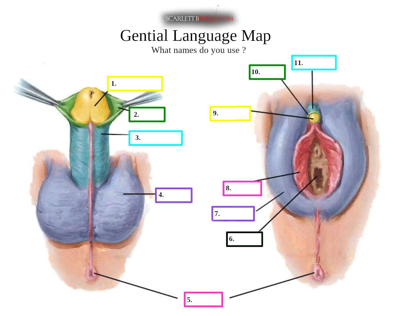 Anatomical chart of both genders genitals with options to add own name