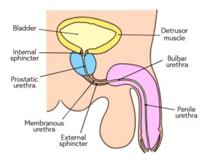 Diagram of Male Urethra